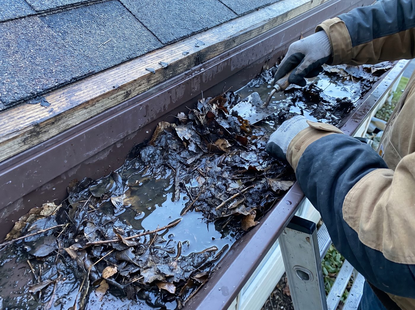 A house gutter packed with wet decomposed leaves and standing water